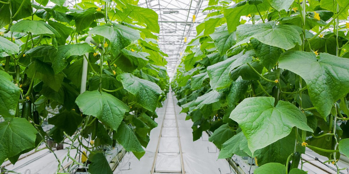 Rows,Of,Fresh,Ripe,Cucumbers,In,Greenhouse.,Organic,Food,And
