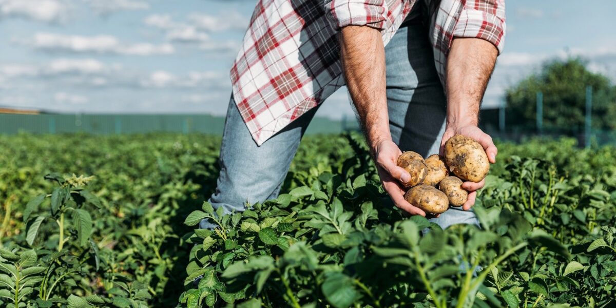 aardappel teelt potato shutterstock_695701651 klein