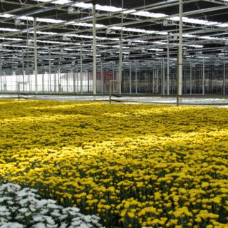 shutterstock_Chrysantverduisteringsdoek