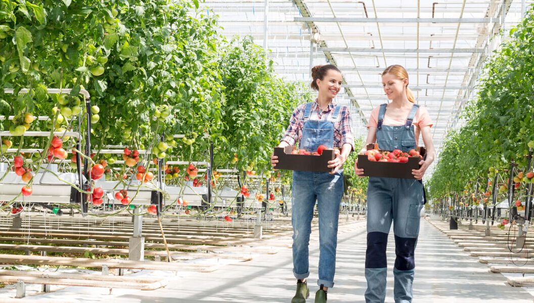 Coworkers,Carrying,Tomatoes,In,Crate,While,Walking,At,Greenhouse