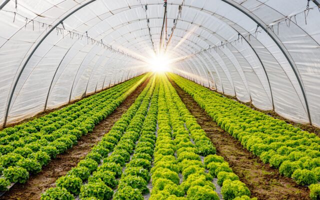 A,Light,In,The,End,Of,A,Tunnel.,Green,Lettuce