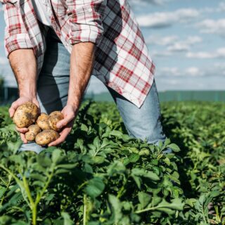 aardappel teelt potato shutterstock_695701651 klein