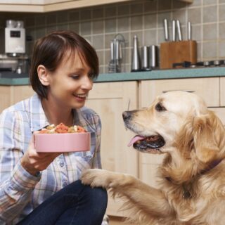 petfood diervoerder shutterstock_342670046 klein