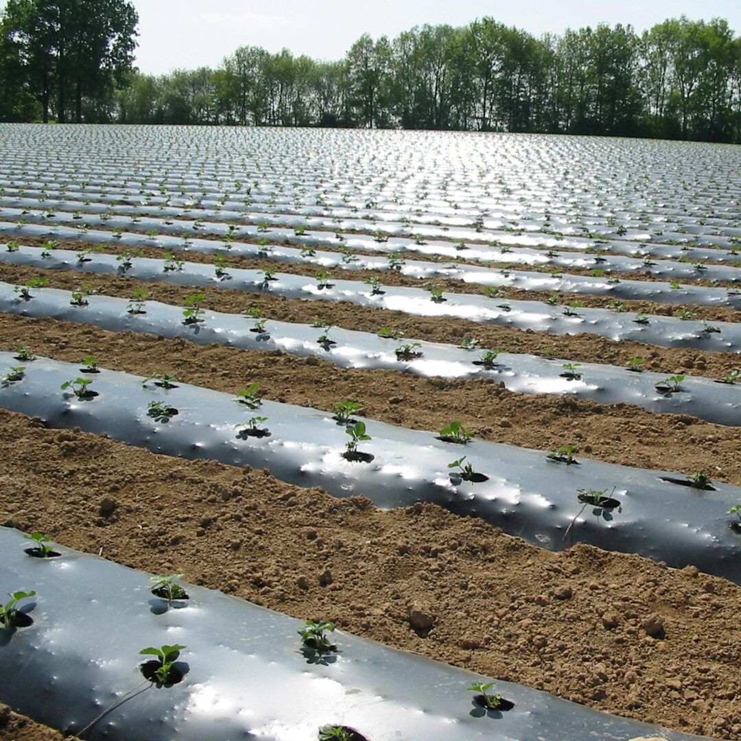 Landbouwfolie horticulture Oerlemans Plastics