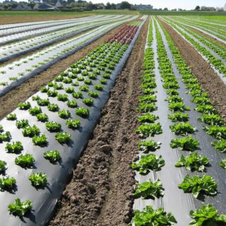 Landbouwfolie horticulture Oerlemans Plastics