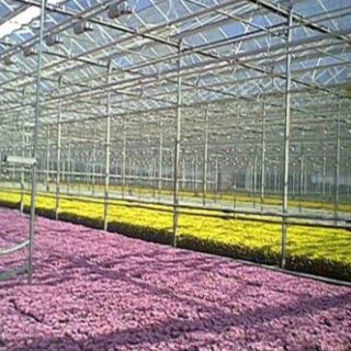 Stoomfolie tuinbouw horticulture Oerlemans Plastics