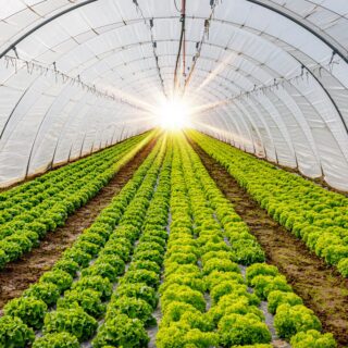 Kas zon horticulture