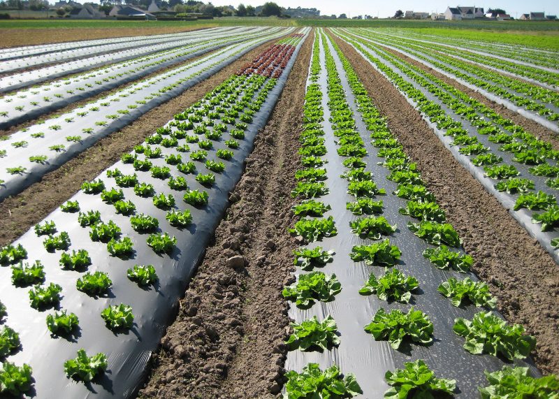 Biofolie sla producten(Oerlemans Plastics)