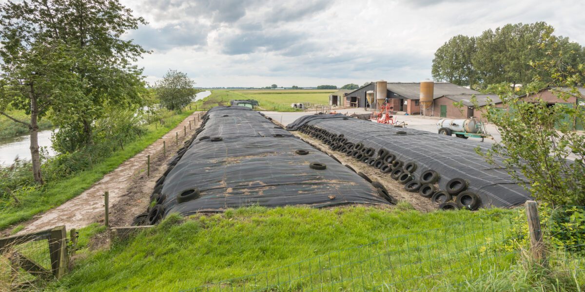 The,Barnyard,Of,A,Dutch,Farm,With,Grass,Silage,Covered