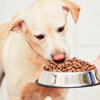 petfood diervoeders shutterstock_453680665 klein