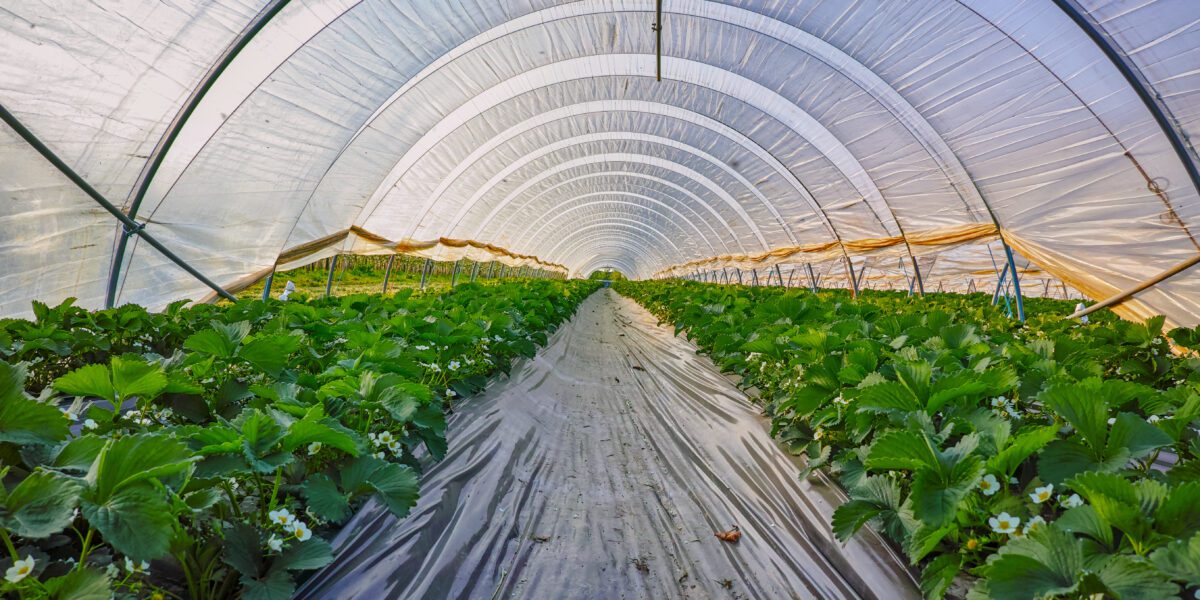 shutterstock_Plasticgreenhousetunnelfilmstrawberry