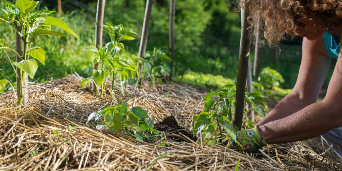 Covering,Young,Capsicum,Plants,With,Straw,Mulch,To,Protect,From